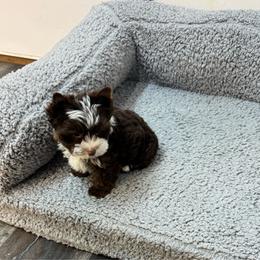 Madden - Parti male Yorkshire Terrier puppy in Dierks, Arkansas from Yorkie’s Klassie Kreations