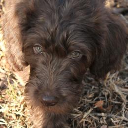 Anelli - Chocolate female Labradoodle puppy in Lanexa, Virginia from Lees Reach Farm