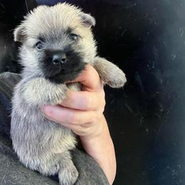 Faris - Silver male Cairn Terrier puppy in Bigfork, Minnesota from Dachshunds Up North