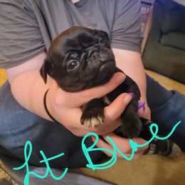 Light Blue Collar - Black female Pug puppy in Brush Prairie, Washington from Paradise Peaks