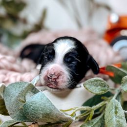 Girl 1 - female Australian Labradoodle puppy in Decatur, Alabama from Southern Meadows Doodles