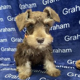 AKC Orange collar - Liver female Miniature Schnauzer puppy in Comer, Georgia from Water Oak Farm