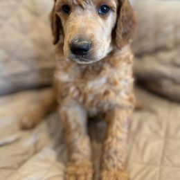 Green collar boy - male Poodle puppy in Riverside, California from Riverside red poodles