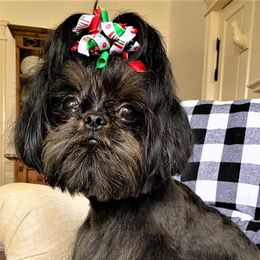 Bam Bam - Shih Tzu