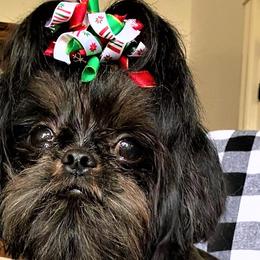 Bam Bam - Shih Tzu