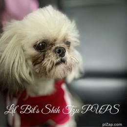 Lil' Man - Gold and white Shih Tzu puppy in Walkertown, North Carolina from Lil’ Bit’s Shih Tzu