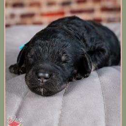 Goldie - Black male Bernedoodle puppy in Connersville, Indiana from Deaz Doodle Ranch