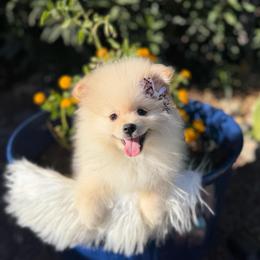 Mora - Cream female Pomeranian puppy in Los Angeles, Santa Clarita, California from LT_Poms