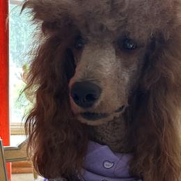 Poodles from Kathryn Casey