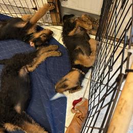 Boy - Black and tan male Airedale Terrier puppy in Tucson, Arizona from Topline Airedale Terriers