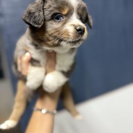 Pawn - Blue merle female Miniature Australian Shepherd puppy in Mount Airy, Georgia from North Georgia Gems