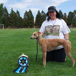 Whippet All Grown Up from Jamminwhippets