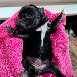 Girl 3 - Black and tan female Lapponian Herder puppy in Prattsburgh, New York from Maalattu Koirankoppi Lapponian Herders