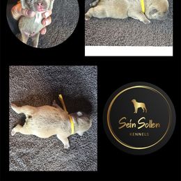 French Bulldog Puppies from Sein Sollen Kennels