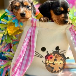 Dachshund Puppies from Doxi Delights