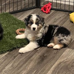 “Atlas” Blue Merle male - Miniature American Shepherd puppy in Roseville, California from Willow Ranch Minis