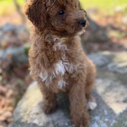 Goldendoodle Puppies from Woodland Acres