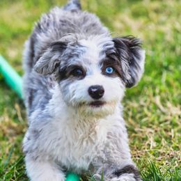 Australian Shepherd, Poodle, and Aussiedoodle All Grown Up from CW Aussies