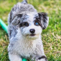 Australian Shepherd, Poodle, and Aussiedoodle All Grown Up from CW Aussies