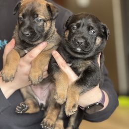 Belgian Malinois and Dutch Shepherd Puppies from Vuurhart Herders