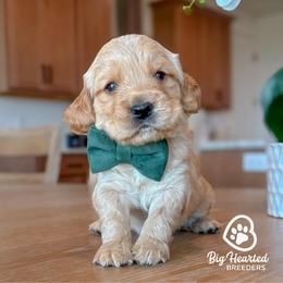 Gouda - Cream male Goldendoodle puppy in Utah County, Utah from Big Hearted Breeders
