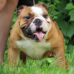 Bulldogs and French Bulldogs from Classic BullyZ Kompound