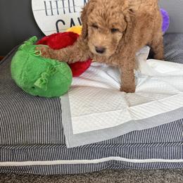 Bernedoodle, Cockapoo, and Goldendoodle Puppies from Avery Doodle Day LLC