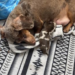 Zoey - Dachshund