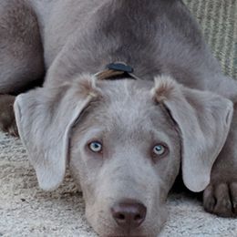 Dilute Retrievers from Chehalem Valley Labradors