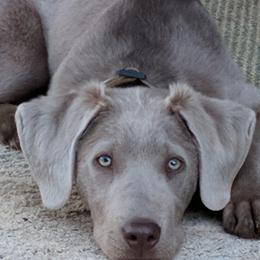 Dilute Retrievers from Chehalem Valley Labradors