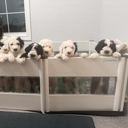 Sheepadoodle puppies from The Artman Family