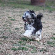 Lowchen Puppies from Willowcreek Kennels