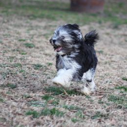 Lowchen Puppies from Willowcreek Kennels