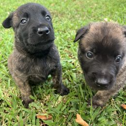 Male 4 - Black brindle male Dutch Shepherd puppy in Raceland, Louisiana from Fontana Farm
