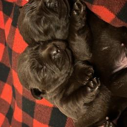 Elphaba - Chocolate female Labrador Retriever puppy in Amherst, New Hampshire from Hopeville Labradors