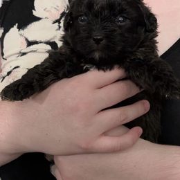 Eve - Black female Shihpoo puppy in Rush, New York from Care Bear Puppies