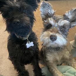 Miniature Schnauzer Puppies from BirBrie's Babies