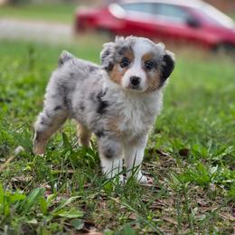 Marshmallow - Blue merle male Miniature Australian Shepherd puppy in Harker Heights, Texas from Comfy Cozy Kennel