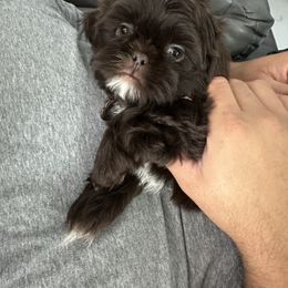Shih Tzu and Yorkshire Terrier Puppies from Tiny Puppies World