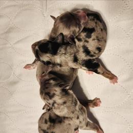 Pup 2 - Blue merle male Aussiedoodle puppy in Logansport, Indiana from Sandy Hill Farm Aussies, LLC