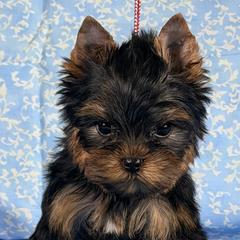 Minnie - Blue and gold female Yorkshire Terrier puppy in Brandon, Florida from Shelby's Yorkshire Terriers