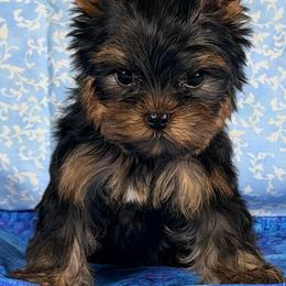 Minnie - Blue and gold female Yorkshire Terrier puppy in Brandon, Florida from Shelby's Yorkshire Terriers
