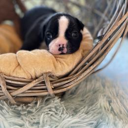 Boston Terrier Puppies from Angie's Little Bostons