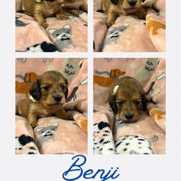 Benji - Red male Dachshund puppy in Saint Paul, Minnesota from Vibrant Eyes Doxies