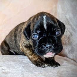 Boxer Puppies from Penny’s Boxer Puppies