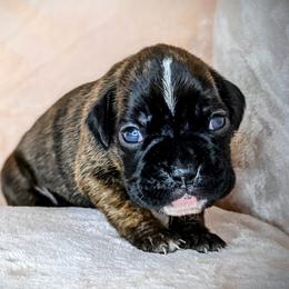Boxer Puppies from Penny’s Boxer Puppies