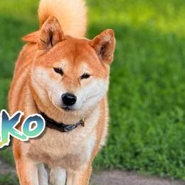 Nikko - Shiba Inu