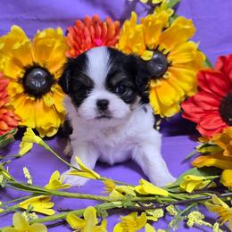 Black Tan Boy (green) - Black tan and white male Japanese Chin puppy in Tulsa, Oklahoma from Locust Creek Pugs & Japanese Chin's