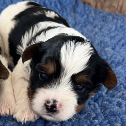 Energizer Bunny - Blue tan and white male Biewer Terrier puppy in Chester, South Carolina from Classic Biewers