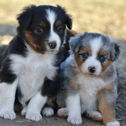 Toy Australian Shepherd puppies from Shooting Stars Ranch Toy and Mini Aussies